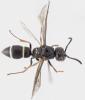 Stenodynerus picticrus
